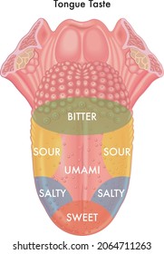 Medical illustration of schematic map of the tongue taste.