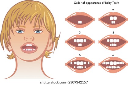 Medical illustration show the order of appearance of baby teeth.