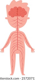 Medical illustration showing human nervous system with brain and nerves extending throughout body, providing educational resource for biology and anatomy