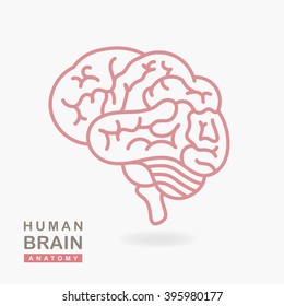 Medical illustration showing the structure of the human brain. Vector human brain side view. Human brain in lineal flat style. Human brain and body anatomy. Infographic, template, layout, elements.