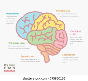 Medical illustration showing the structure of the human brain. Vector human brain side view. Human brain in lineal flat style. Human brain and body anatomy. Infographic, template, layout, elements.