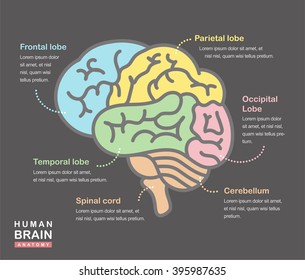 Medical illustration showing the structure of the human brain. Vector human brain side view. Human brain in lineal flat style. Human brain and body anatomy. Infographic, template, layout, elements.