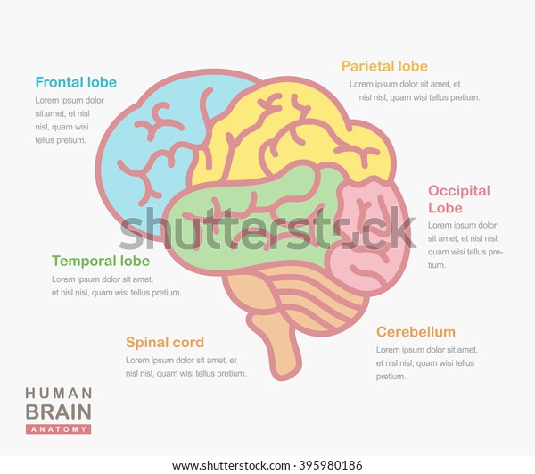 Medical Illustration Showing Structure Human Brain Stock Vector Royalty Free 395980186 0841