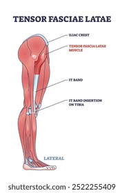 Ilustração médica mostrando o músculo Tensor Fasciae Latae, faixa IT e crista ilíaca, diagrama.