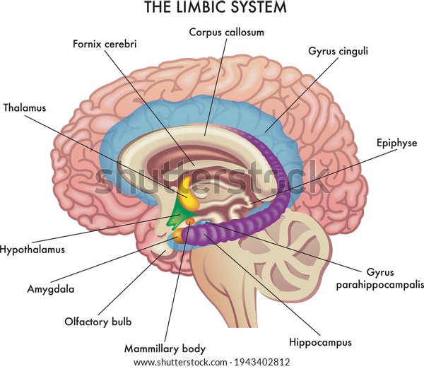 Medical Illustration Shows Major Organs Limbic Stock Vector (Royalty ...