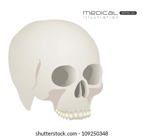 Medical illustration skull isolated on white background, vector illustration