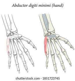 Medical Illustration Of The Superficial Muscle Of The Hand And Is Associated With The Hypothenar (fifth Digit) Eminence. Specialized Images For Medicine, Student Learning, And Sports Science.