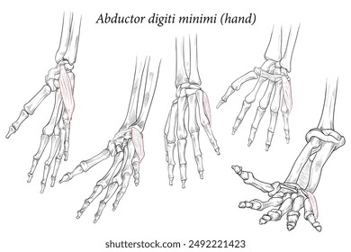 Medical illustration of the superficial muscle of the hand and is associated with the hypothenar (fifth digit) eminence. Specialized images for medicine, student learning, and sports science.