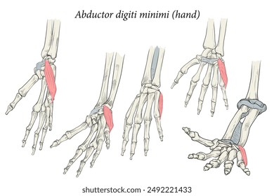 Medical illustration of the superficial muscle of the hand and is associated with the hypothenar (fifth digit) eminence. Specialized images for medicine, student learning, and sports science.