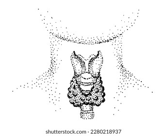 
Medical illustration. Thyroid gland, thyroid cartilage, trachea.