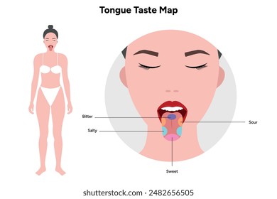 Medical illustration tongue anatomy in human body