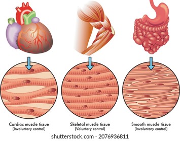 Medical illustration of the various types of muscle tissue in the human body.