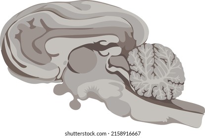 Medical image of the structure of the brain of a pig