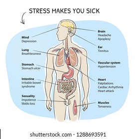 Medical info graphics about the organs affected by stress. Section view of a human body with inner organs system. Hand drawn cartoon sketch vector illustration, marker style coloring. 