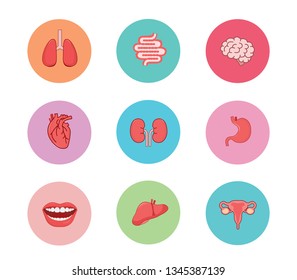 Medical infographic elementst with internal organs for circle colorful background