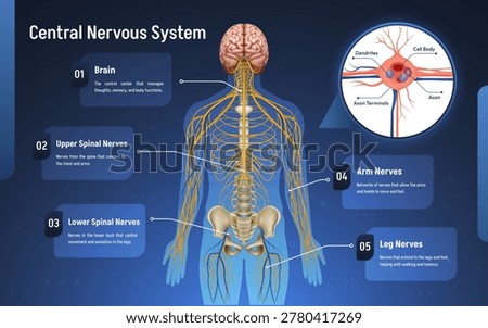 Medical infographic explaining the human nervous system with labeled anatomical sections and neuron illustrations.