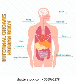 Medical Infographic Human Body