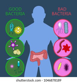 Medical Infographic Intestinal Flora Gut Health Stock Vector (Royalty ...