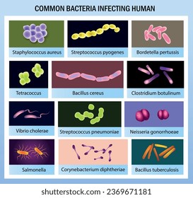 Medical infographics. Common bacteria infecting human. Vector education illustration