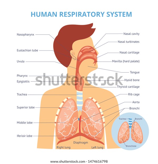 Medical Infographics Human Respiratory System On Stock Vector (Royalty ...