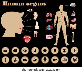 Medical infographics. Presentation set. Human body with internal organs plus buttons.