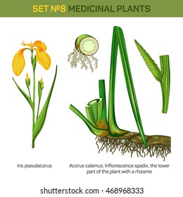 Medical iris pseudacorus or yellow and water flag, lever and bottom part or roots, rhizome of inflorescence spadix or spadices with flowers borne on fleshy stem, acorus calamus or sweet flag