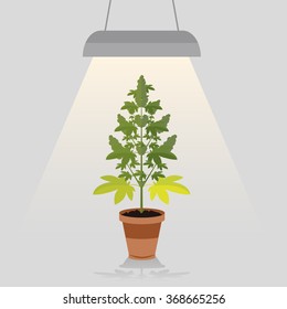 Medical Legal Cannabis Plant In Pot Under Lamp.
