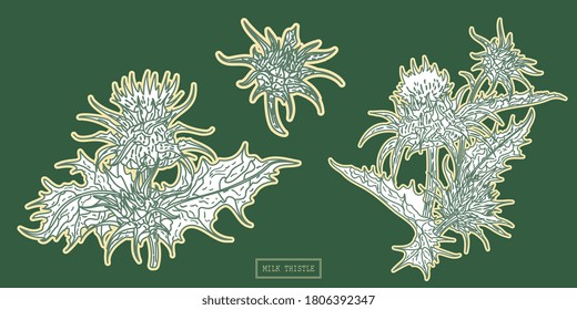 Medical milk thistle plant, line art botanical illustration in a vintage style