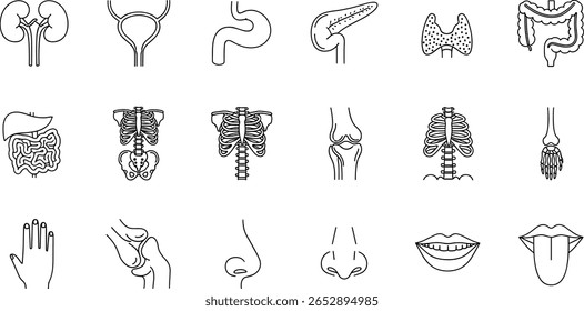 Conjunto de ícones de linha de órgãos médicos. Pictogramas vetoriais de anatomia, partes do corpo, rim, bexiga, pâncreas, intestino, tiroide, pelve, esqueleto, articulação, mão, nariz, boca, língua, fino linear 