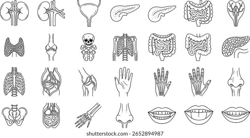 Conjunto de ícones de linha de órgãos médicos. Pictogramas vetoriais de anatomia, partes do corpo, rim, bexiga, pâncreas, intestino, tiroide, pelve, esqueleto, articulação, mão, nariz, boca, língua, fino linear 