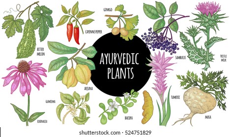 Medical plant color isolated on white background. Illustration of Ayurveda herbs. Vector set art. A poster with the image of medicinal herbs, spices, fruits, roots, leaves, branches and flowers.