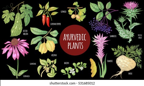 Medizinische Pflanzenfarbe einzeln auf schwarzem Hintergrund. Illustration ayurvedischer Kräuter. Vektorset. Ginkgo, Sambucus, Kurkuma, Pfeffer, Arjuna, Kayenne-Pfeffer, Bittermelone, Echinacea-Blume, Milchthistel