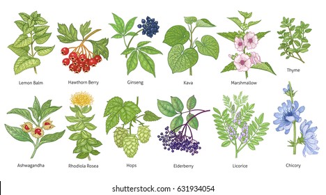 Medical plants colorful set. Lemon Balm, Hawthorn Berry, Rhodiola Rosea, Kava, Licorice, Marshmallow, Chicory, Ashwagandha, Hops, Thyme, Elderberry, Siberian ginseng. Vector illustration art. Vintage.