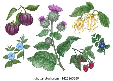 Medical plants, flowers, fruits, berries and herbs. Set. Isolated on white background. Burdock, Ylang Ylang, Garcinia, Raspberries, Vinca, Cow-berry. Vintage engraving. Color Vector illustration.