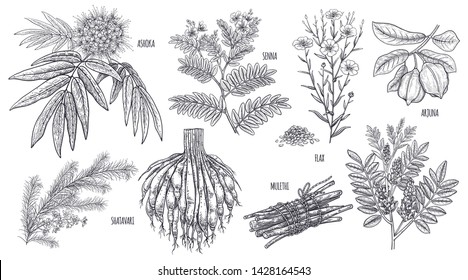 Medical plants, flowers and herbs. Set. Isolated on white background. Ashoka, Senna, Shatavari, Mulethi, Flax, Arjuna. Vintage engraving. Vector illustration. Black and white.