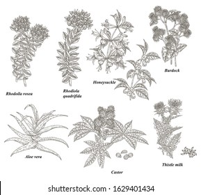 Medical plants and herbs set. Rhodoila rosea, Rhodiola quadrifida, burdock, honeysuckle, thistle, castor and aloe vera hand drawn. Vector illustration botanical. Engraved style.