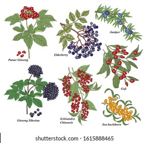 Medical plants set. Panax Ginseng, Juniper, Goji berries, Ginseng Siberian, Schisandra and Sea Buckthorn branches hand drawn. Vector illustration botanical. Colorful engraved style.