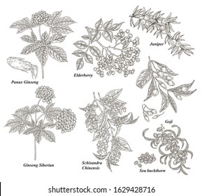 Medical plants set. Panax Ginseng, Juniper, Goji berries, Ginseng Siberian, Schisandra, Sea Buckthorn and Elderberry branches hand drawn. Vector illustration botanical. Engraved style.