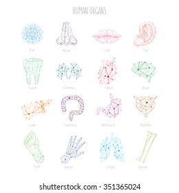 Medical Polygonal Color Symbols of organs. Abstract Lined Set of  icons: Tooth, Foot, Bladder, Intestine, Nose, Ear, Brain, Stomach, Liver, Kidneys, Lungs, Heart, Hand, Eye, Lips and Bones