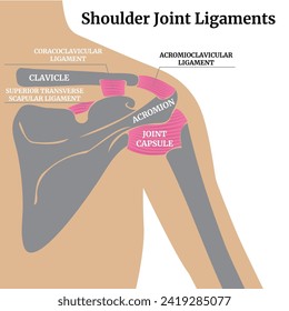 Medical poster with human shoulder girdle. The structure of the shoulder ligaments. Vector illustration