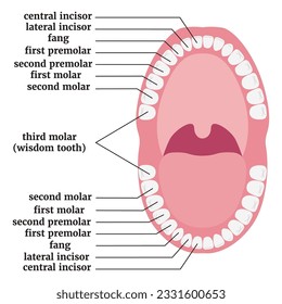 Afiche médico con anatomía de dientes humanos. Ilustración del vector