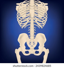 Medical poster. Realistic illustration of a human skeleton. Anatomy of the shoulder girdle, chest and hip region. Vector illustration on blue glowing background