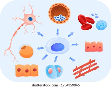 Medical Research, Human Body Tissue Cells, Modern Medicine, Design Cartoon Style Vector Illustration, Isolated On White.