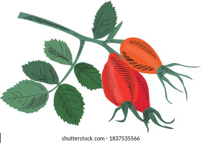 Medical Rosehip On A Branch. Rosehip Syrup