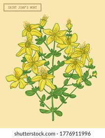 Medical Saint Johns wort blooming branch, hand drawn botanical illustration in a trendy modern style