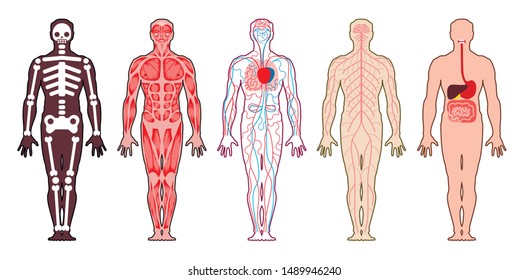 Medical schemes of different systems of the human body: skeleton, muscular system, cardiovascular system, nervous system, gastrointestinal tract.