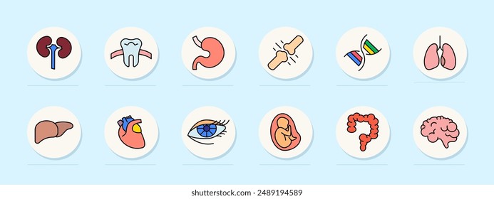 Medical set icon. Kidney, tooth, stomach, bone, DNA, lungs, liver, heart, eye, embryo, colon, brain, organ, anatomy, human body, healthcare, physiology, internal organs, biological systems.