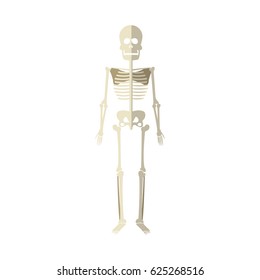 Medical Skeleton icon