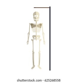 Medical Skeleton icon
