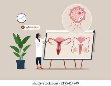 Medical Specialist Studying Donor Inner Organ.  Abstract Concept Of Vector Set Of Male And Female Reproductive System. Seminar, Lecture, Healthcare Meeting Concept.